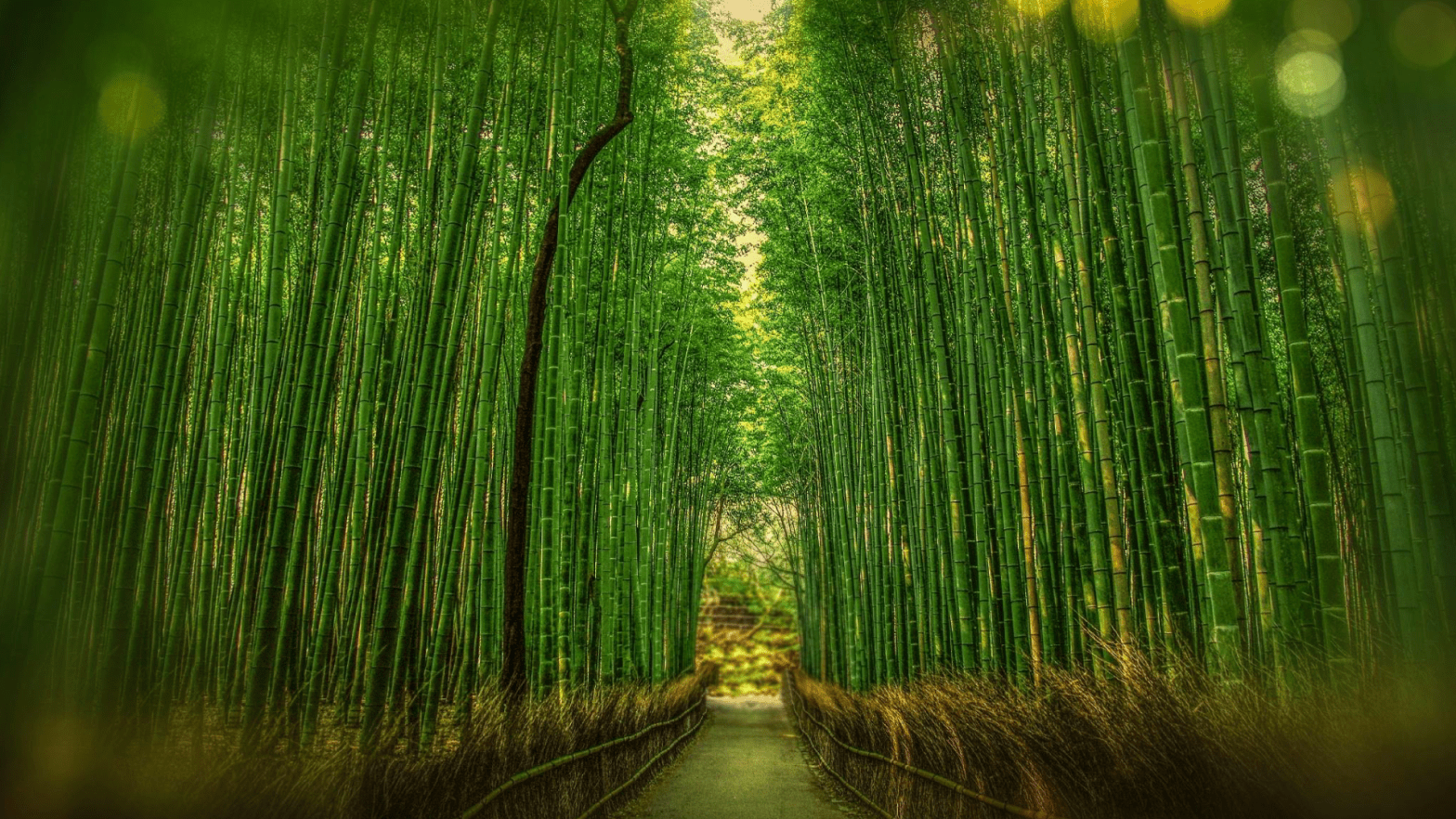 Bamboo Forest